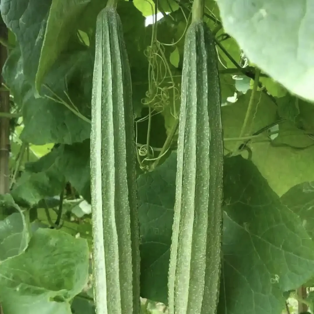 【顺丰包邮】湖南邵阳农家肥露天丝瓜 无科技狠活