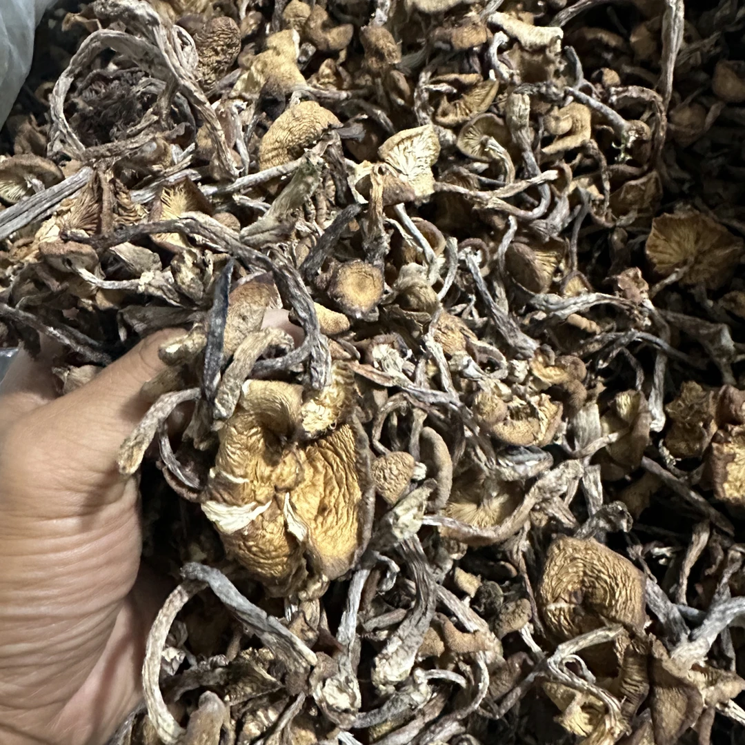 东北野生榛蘑 大山采摘250克 顺丰包邮