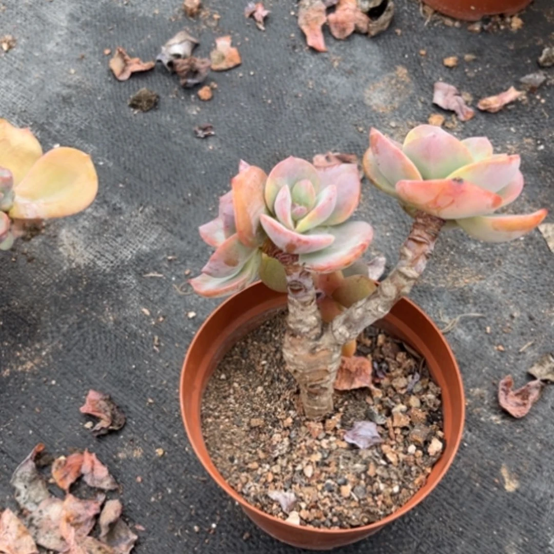 【闪购商品】?****?白凤