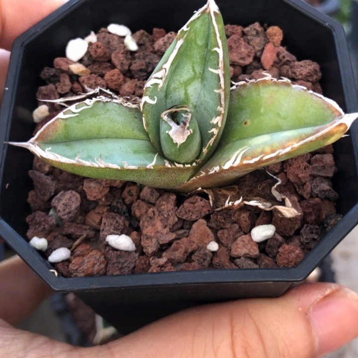 绿肌仁王冠龙舌兰