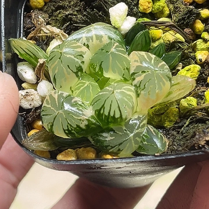 158水晶灯玉露锦完美极上斑