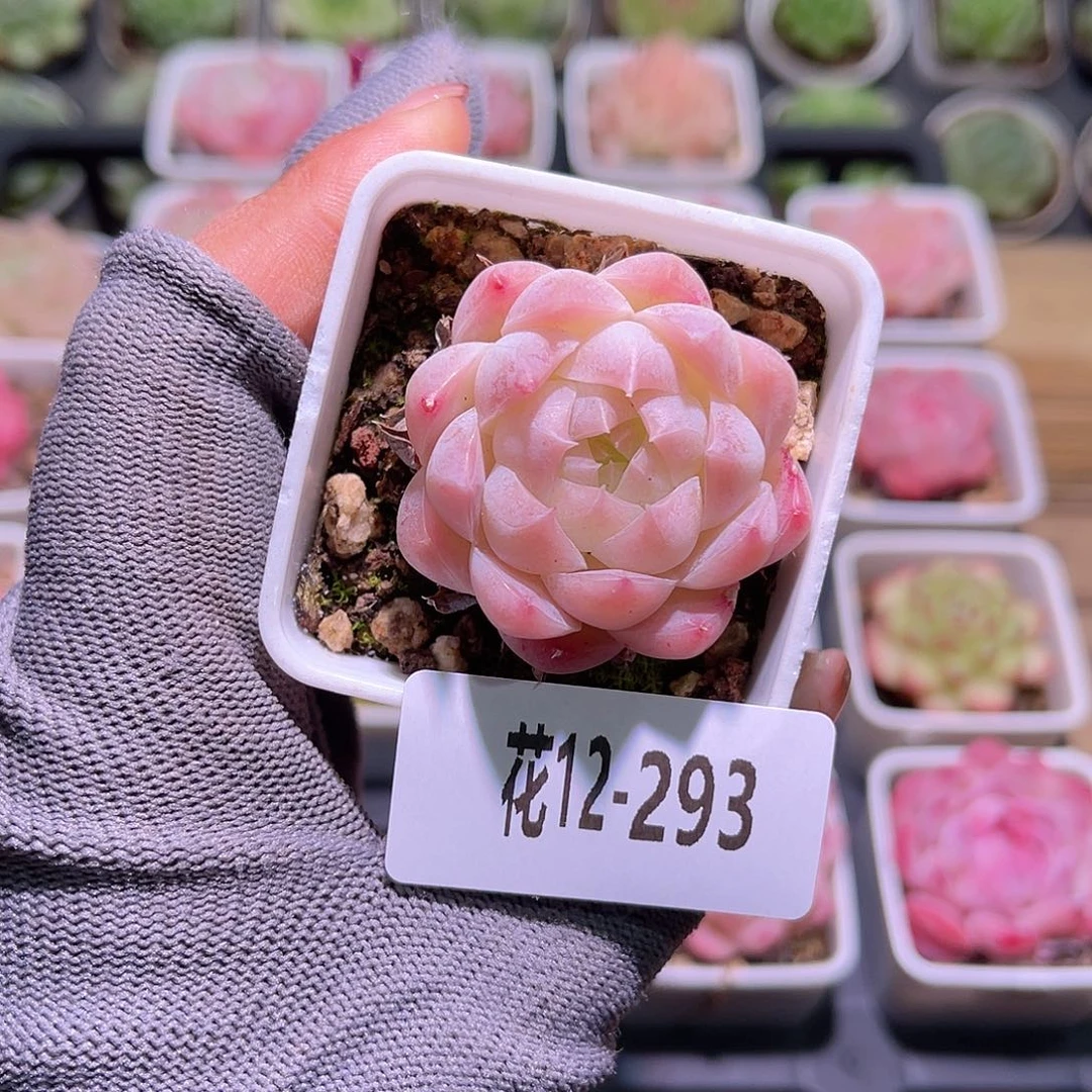 花12-293美瞳单头