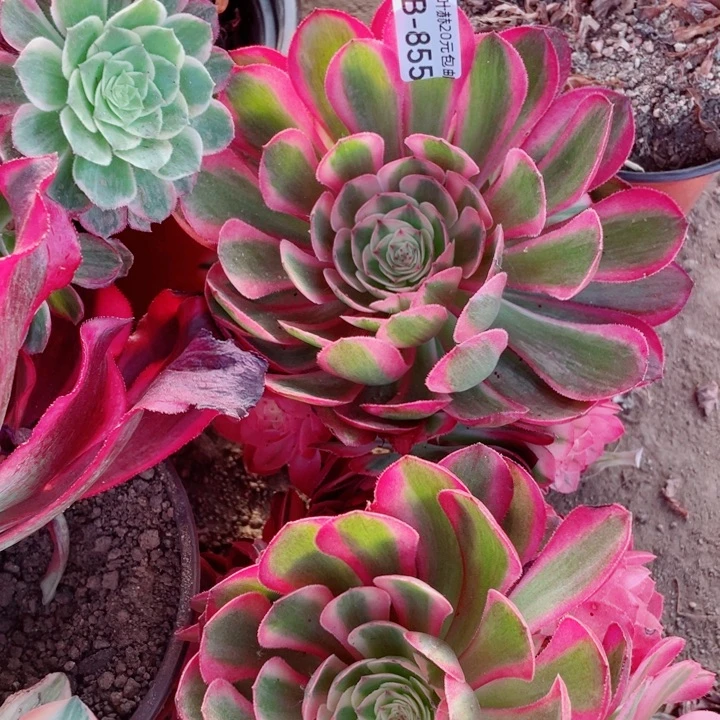 李*芳855荔枝多肉1，12345578