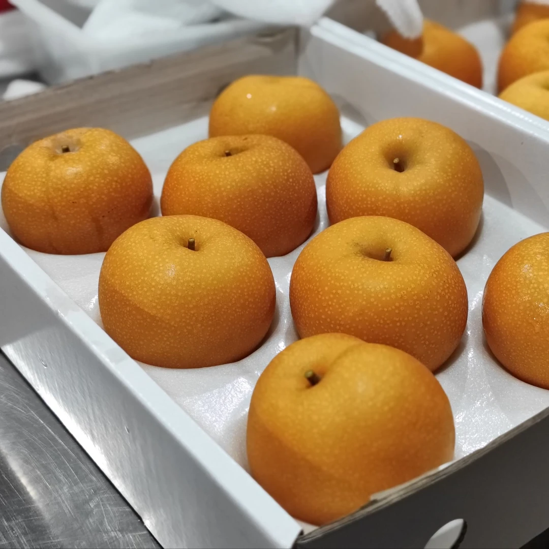 永莲果缘秋月梨种苗