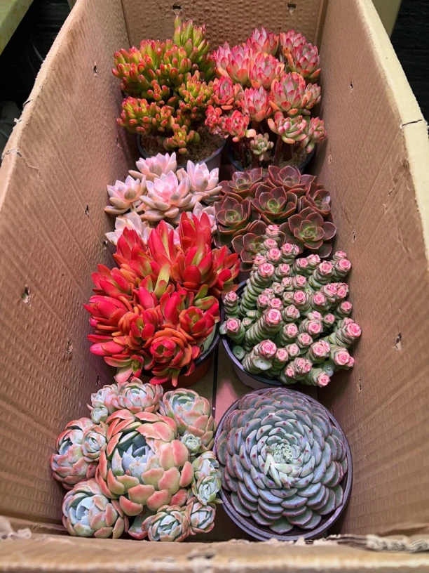 钱串串多肉组合（拍6发8）新人好养绿植盆栽