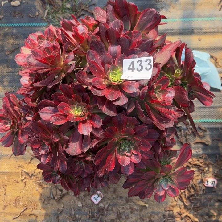 安娜多肉植物433