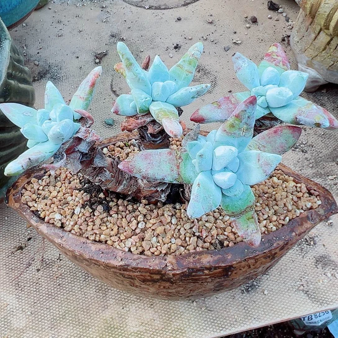 799初霜苹果叶仙女杯