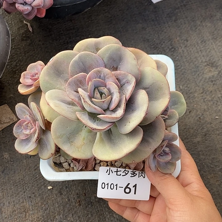 小七夕多肉雪碧61