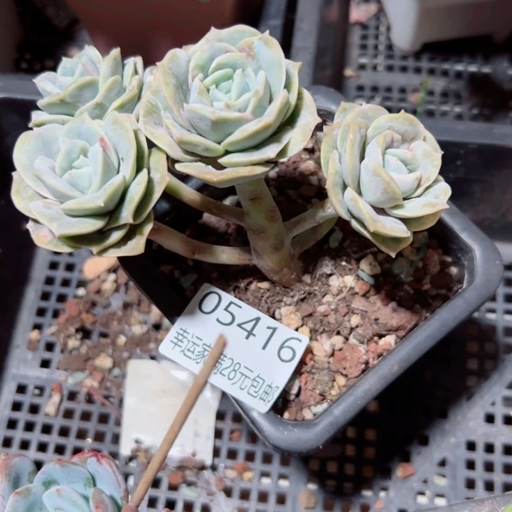 幸运的是我还没遇到过