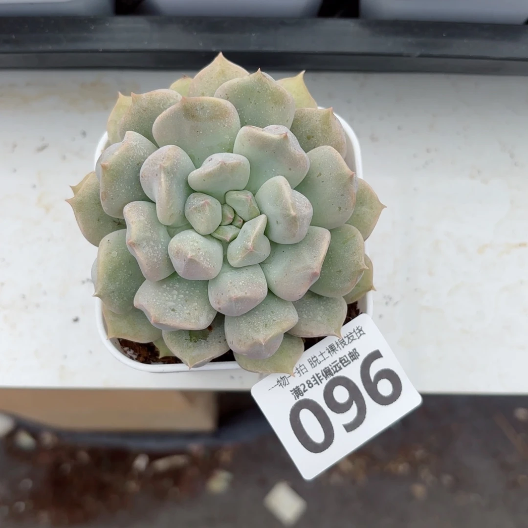 超奶单头无盆土发货