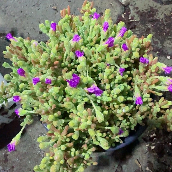 荧光兔多肉植物精品