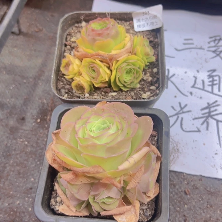 383 裸根不带土发货