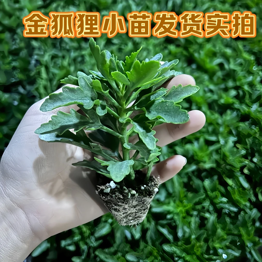 重瓣长寿花小苗大全绿植金丝雀金狐狸长寿花苗四季懒人新品盆栽