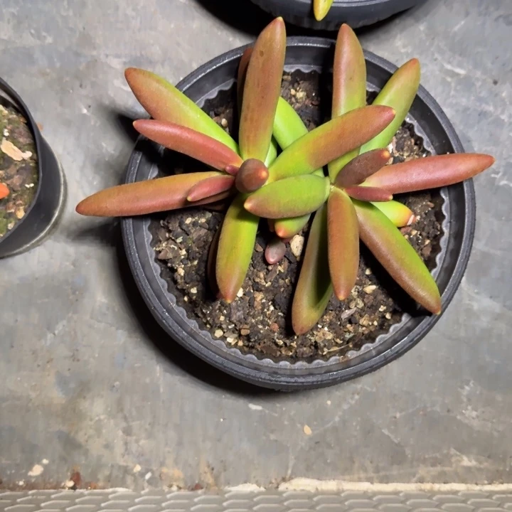 椰子树 双头 美人杂交 一物一拍