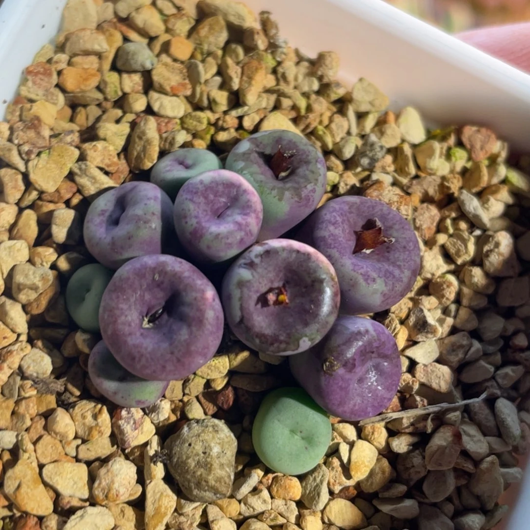 2736小红嘴植物一物一拍