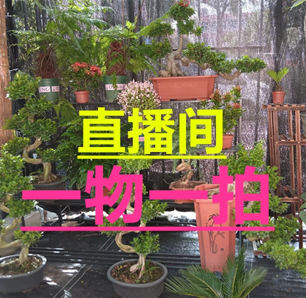 室内外耐旱绿植四季常青澳洲杉盆景基地直发