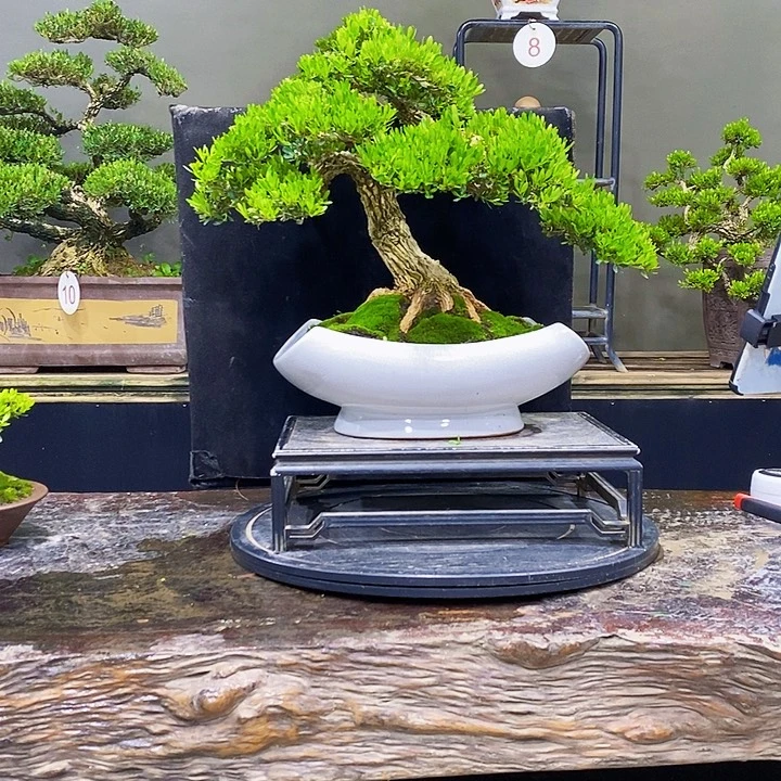 无花朵黄杨盆景四季常青