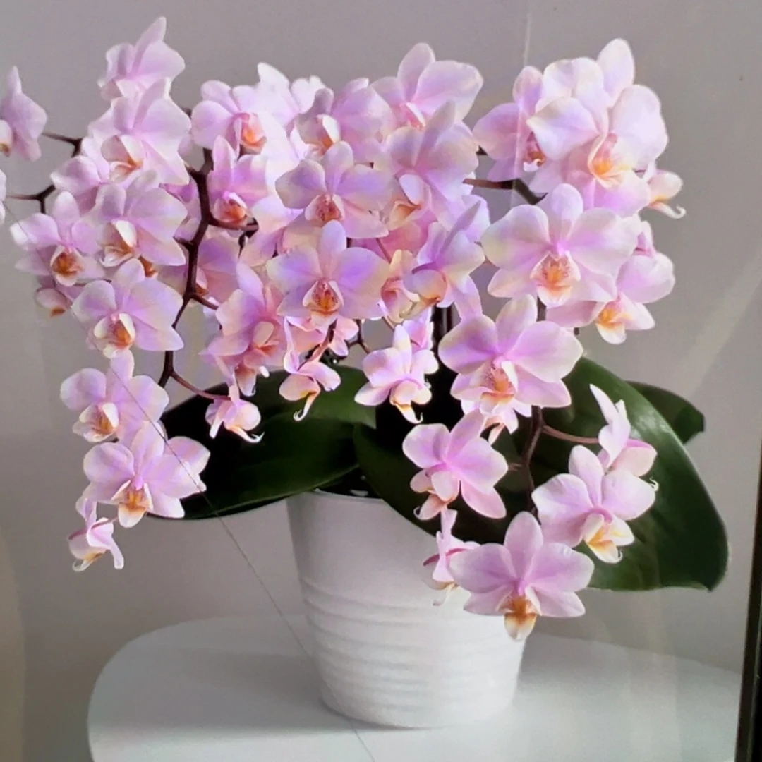 当前无花栽培后可以开花处理破损苗槟榔西施凑单发货