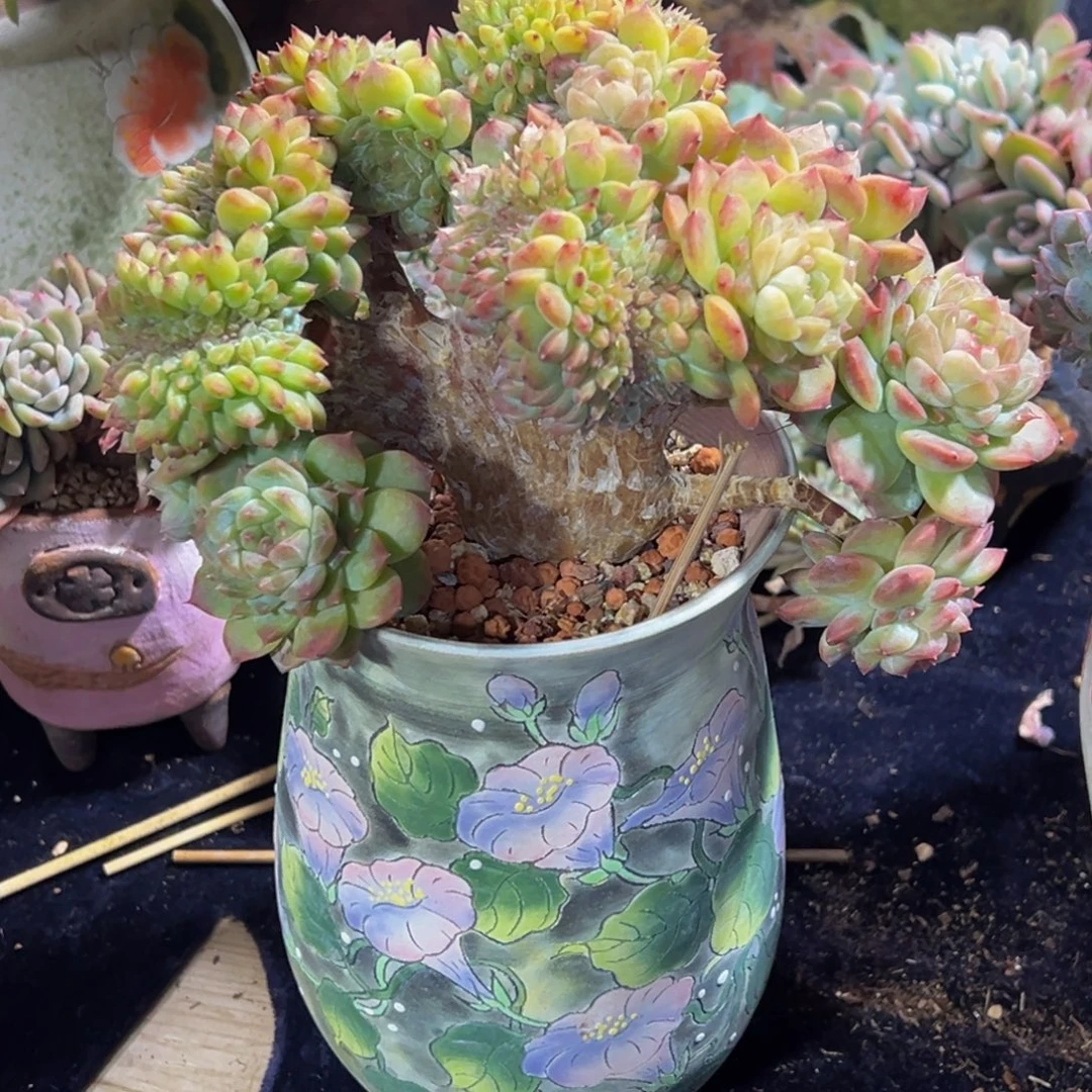 小****白体琥珀缀天天开心