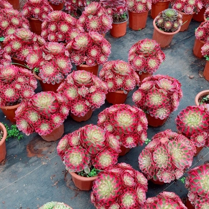 云荷大群生啊啊啊啊