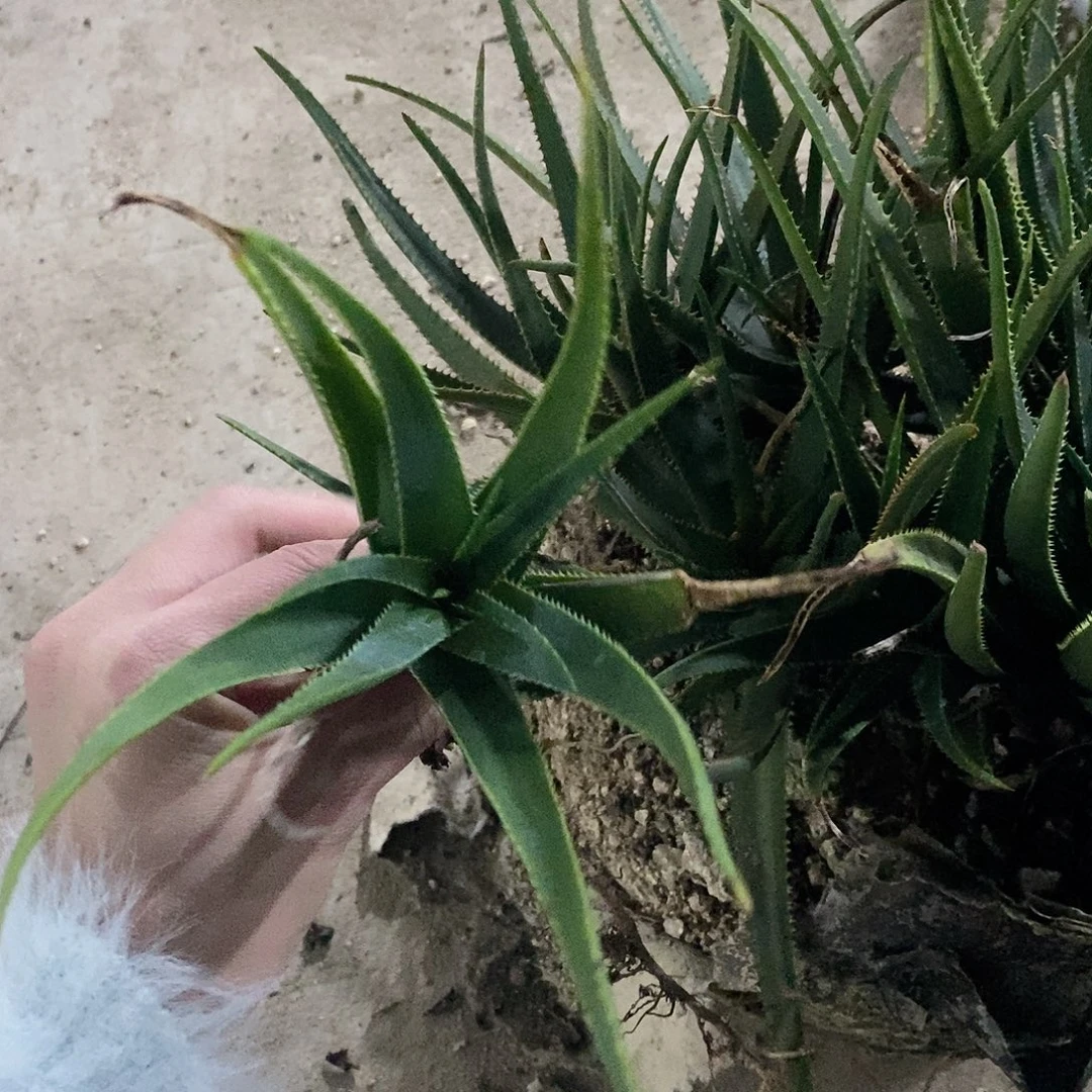 不知名芦荟冠幅10-15公分一颗