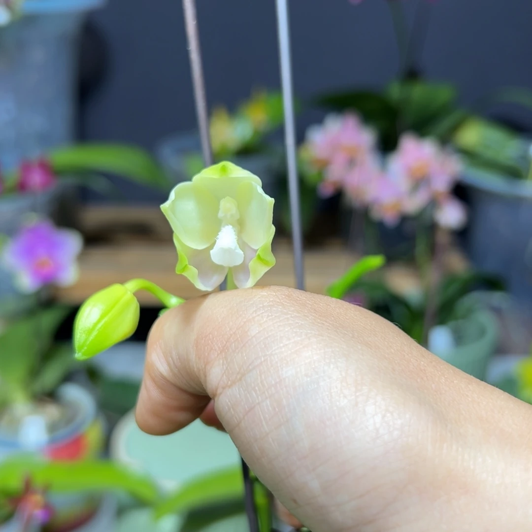 C****大部分花苞少量开放