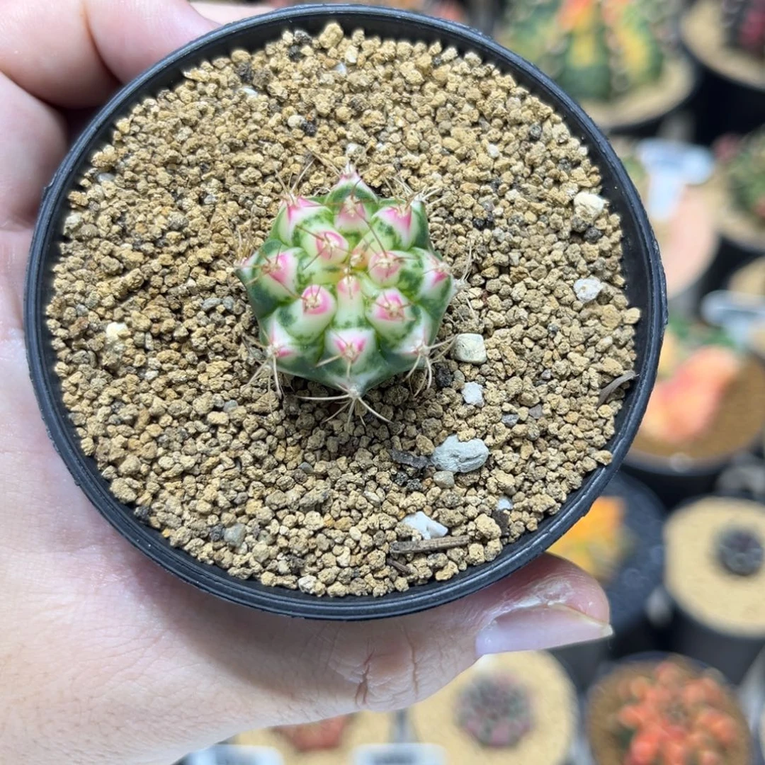 普卡家白花田侧芽———