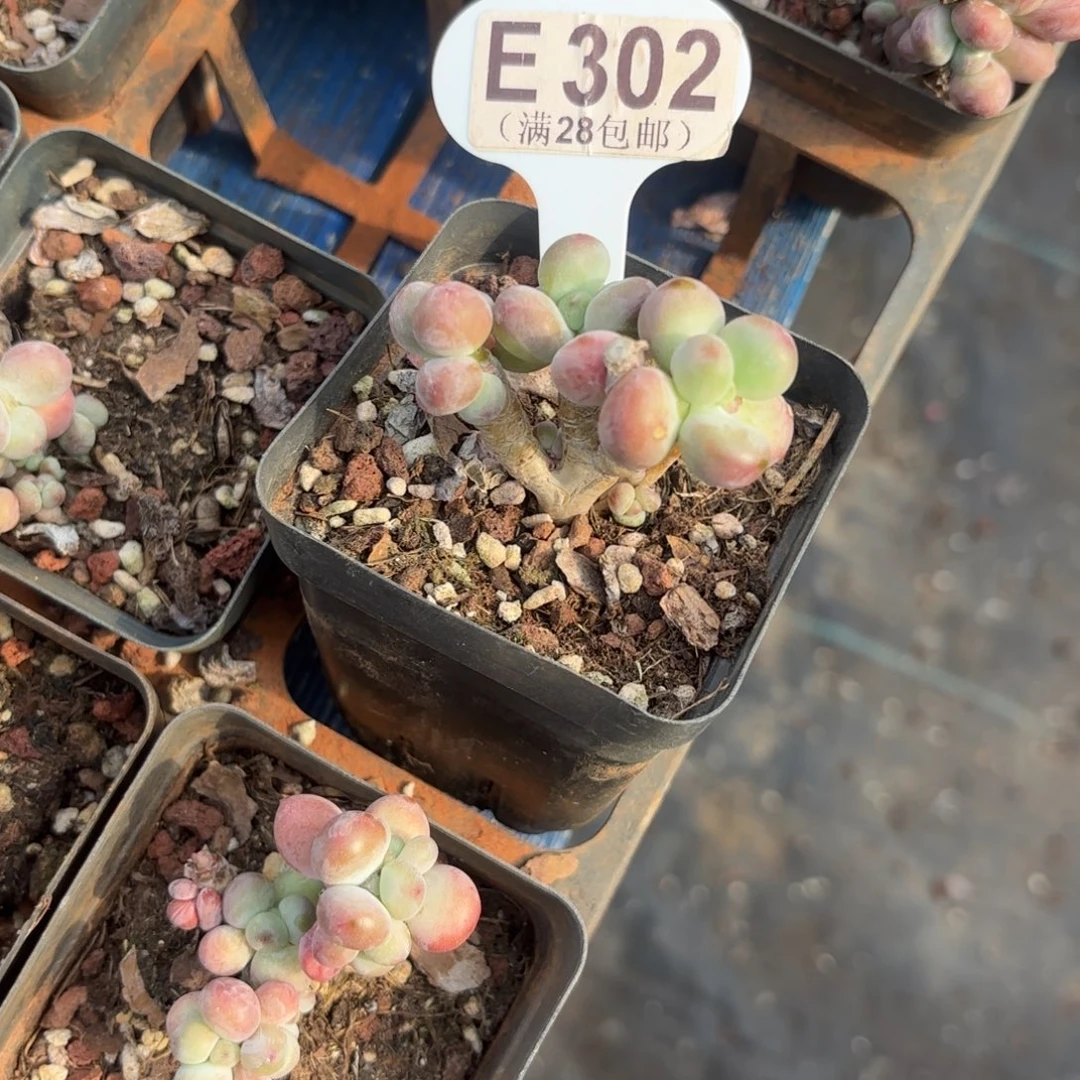 E302苹果奶一物一拍