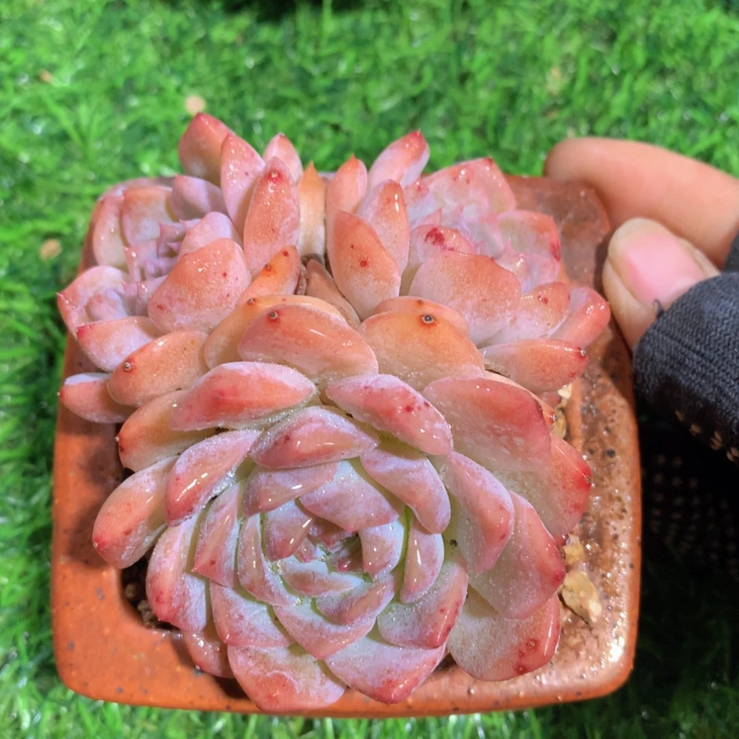 冰魄群9 公分一物一拍