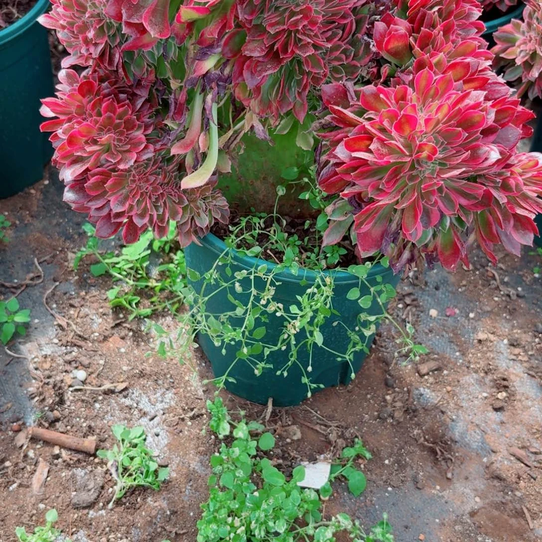 你789 号多肉清货不支持退货