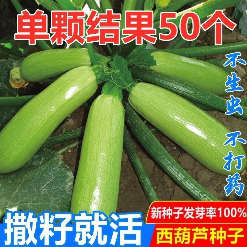 【满5包/包邮】西葫芦种子四季绿皮菜葫芦耐热耐寒蔬菜种子