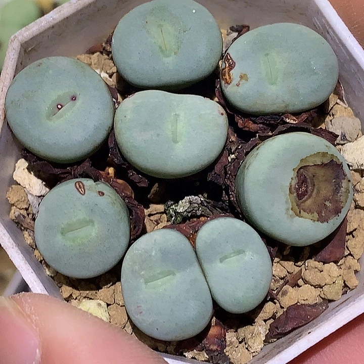 精品多肉植物精品多肉