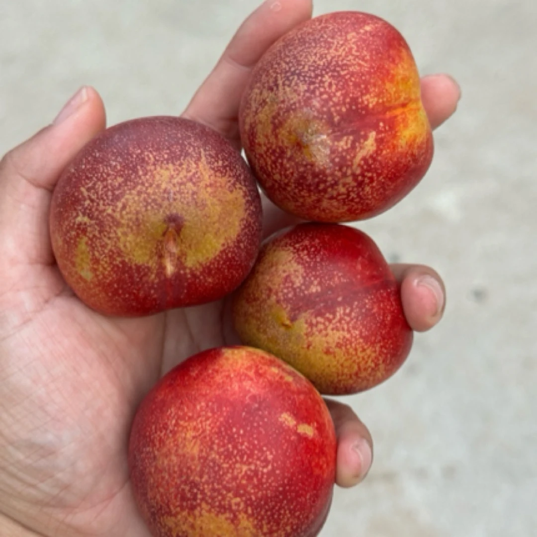 助农专场 珍珠麻点油桃 迷你小桃子新桃爆甜 可好吃了