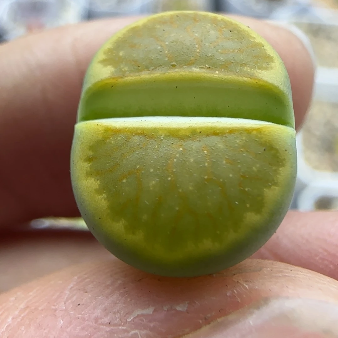 87绿菊福利30包邮