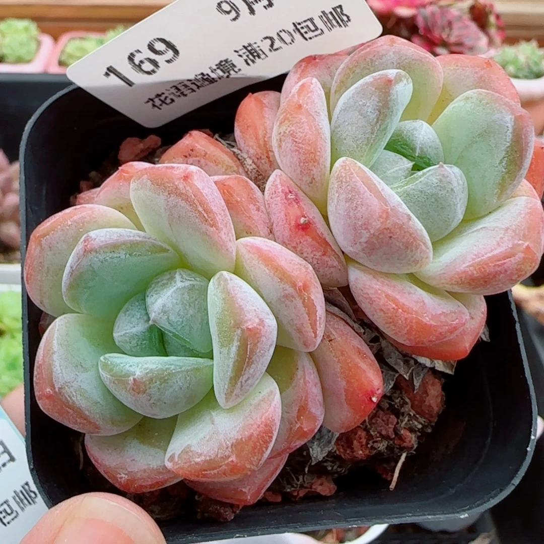 花语逸镜1008-169软糖
