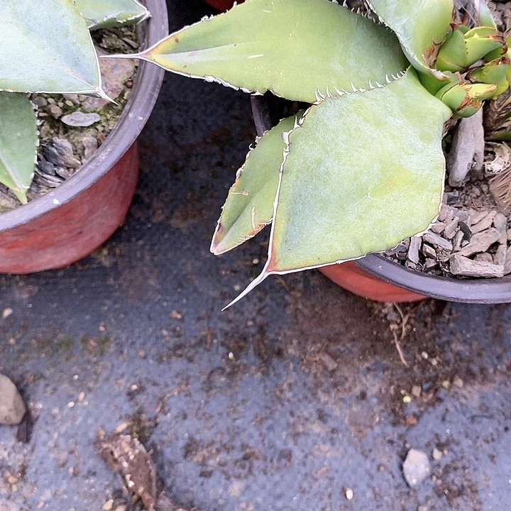 【闪购商品】荷****跶龙舌兰绿植
