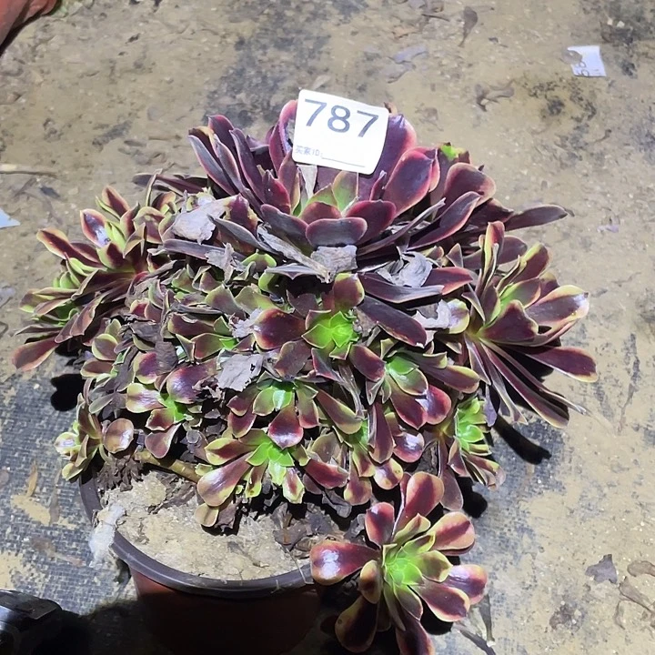 多肉植物断枝不包787欧嘉莉