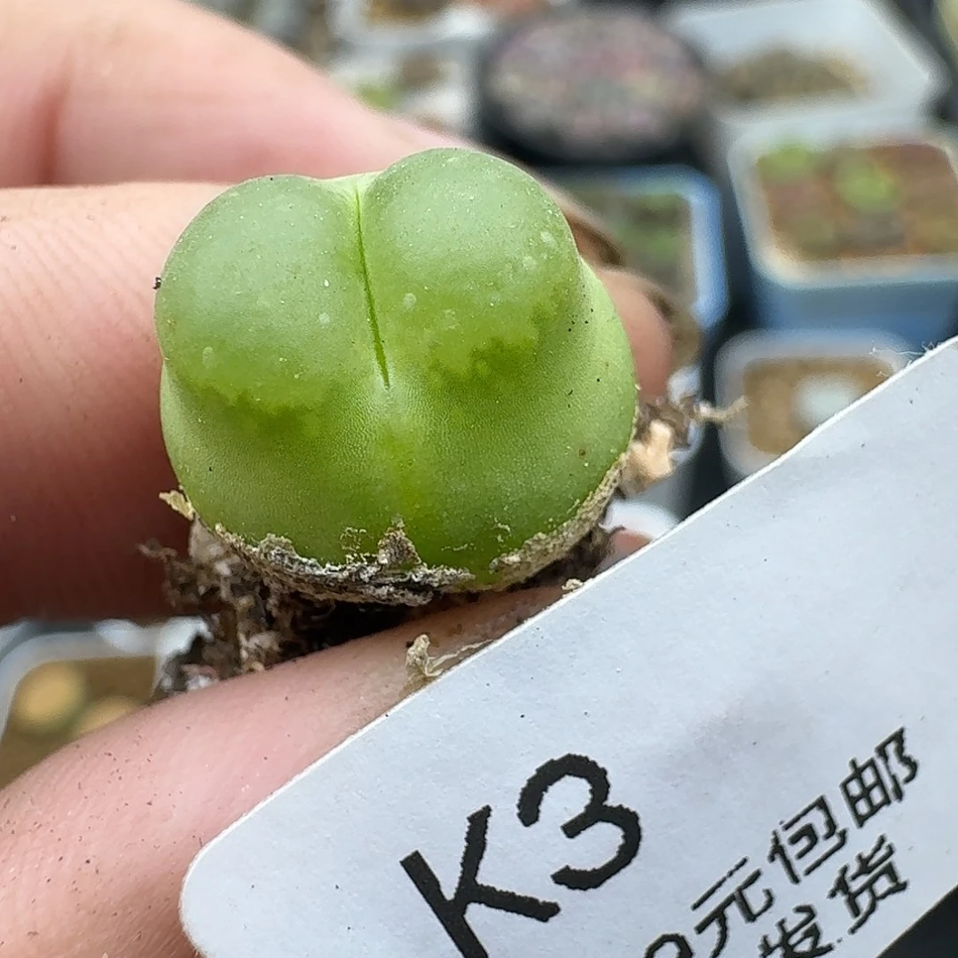 3多肉哈哈哈哈哈哈哈哈