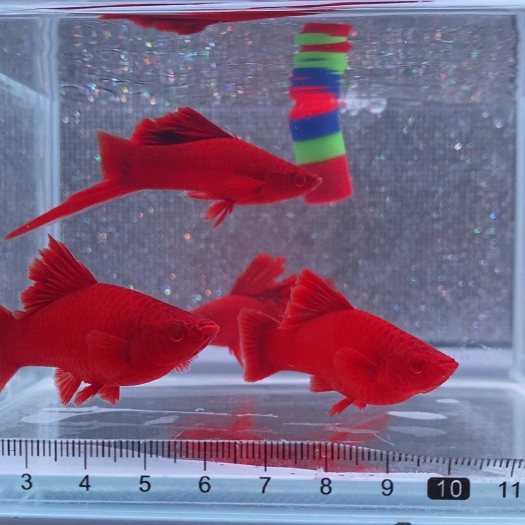 红剑鱼高鳍红剑成鱼2公2母