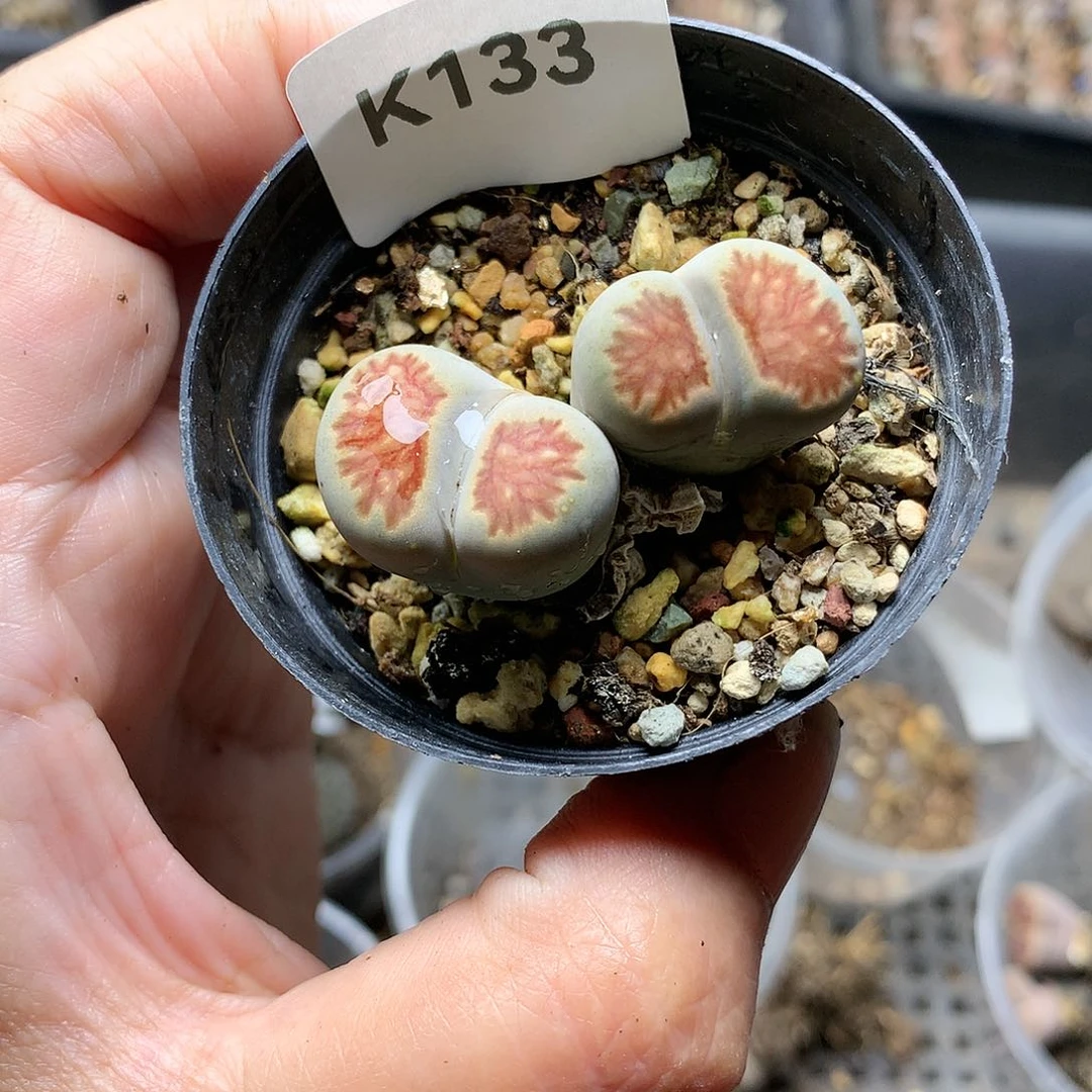 M****eK133多肉植物保护