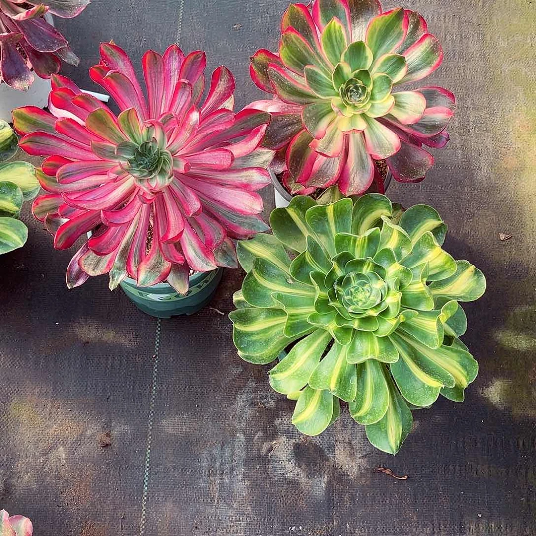 法师套餐漂亮漂亮