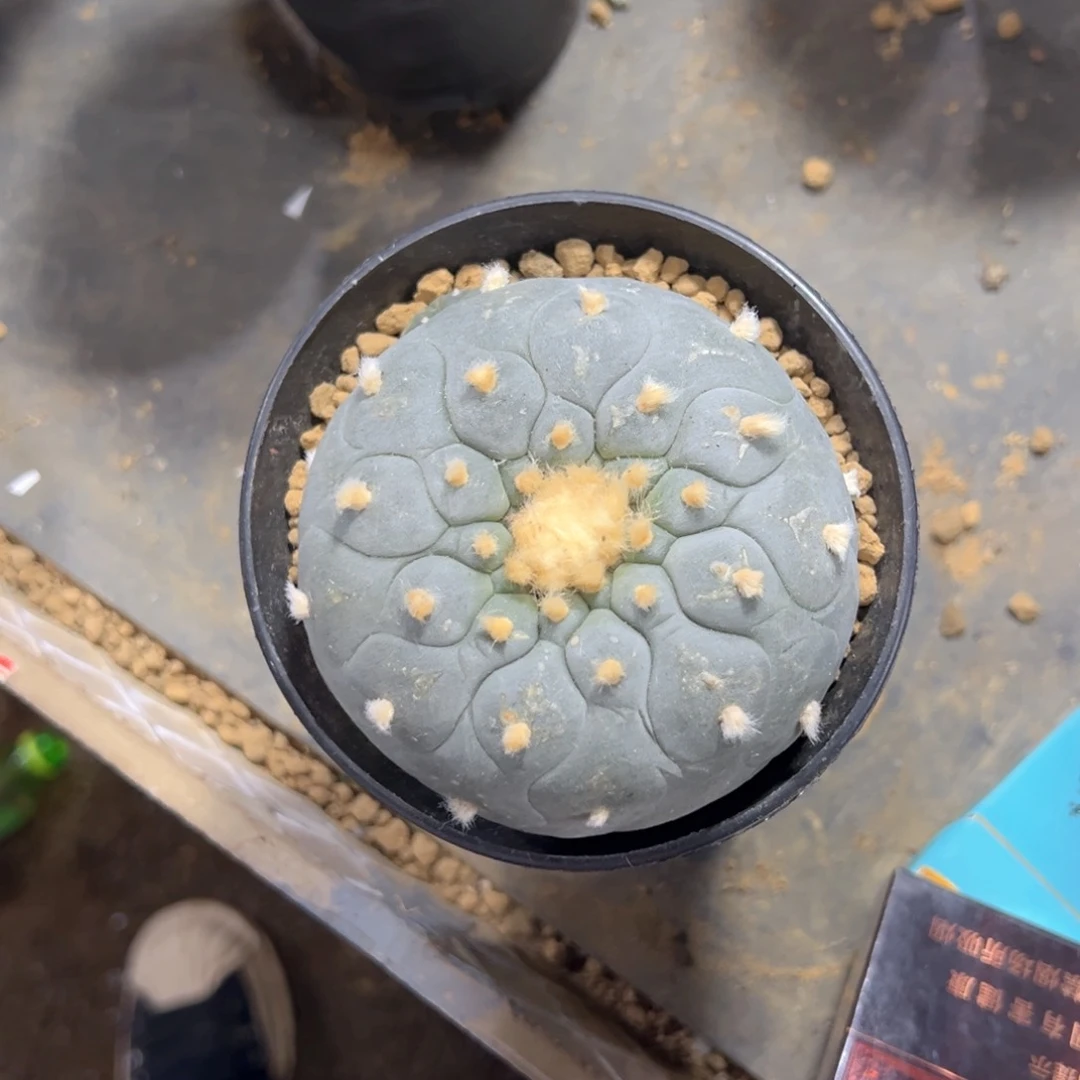 嘟*嘟实生带盆H444嘟嘟专拍