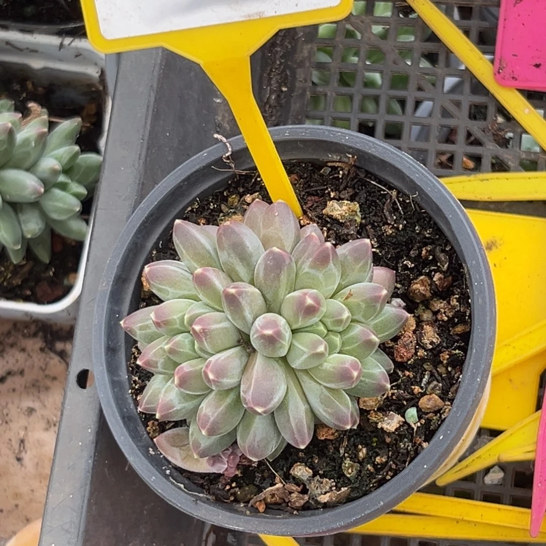 s***”多肉植物申公豹989