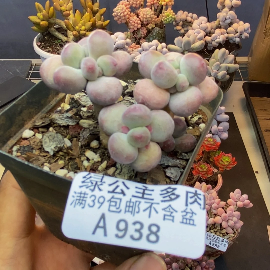 938苹果奶一代多肉5cm