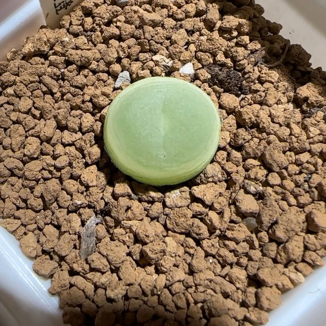 肉锥多肉植物组合-sh1200拉登1539