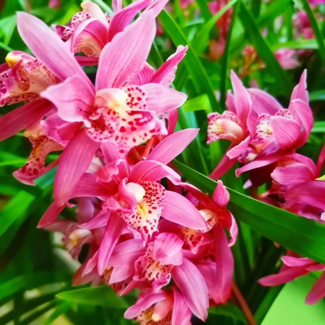 状元红 建兰浓香型四季兰花好养活室内阳台兰花盆栽好养易活