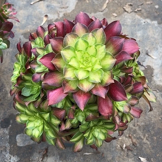 多肉植物韶华锦55