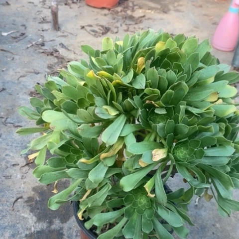 原始绿多肉植物017