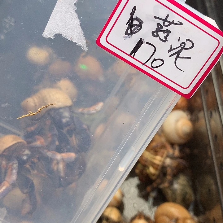 蒜泥专拍奔跑的寄居蟹