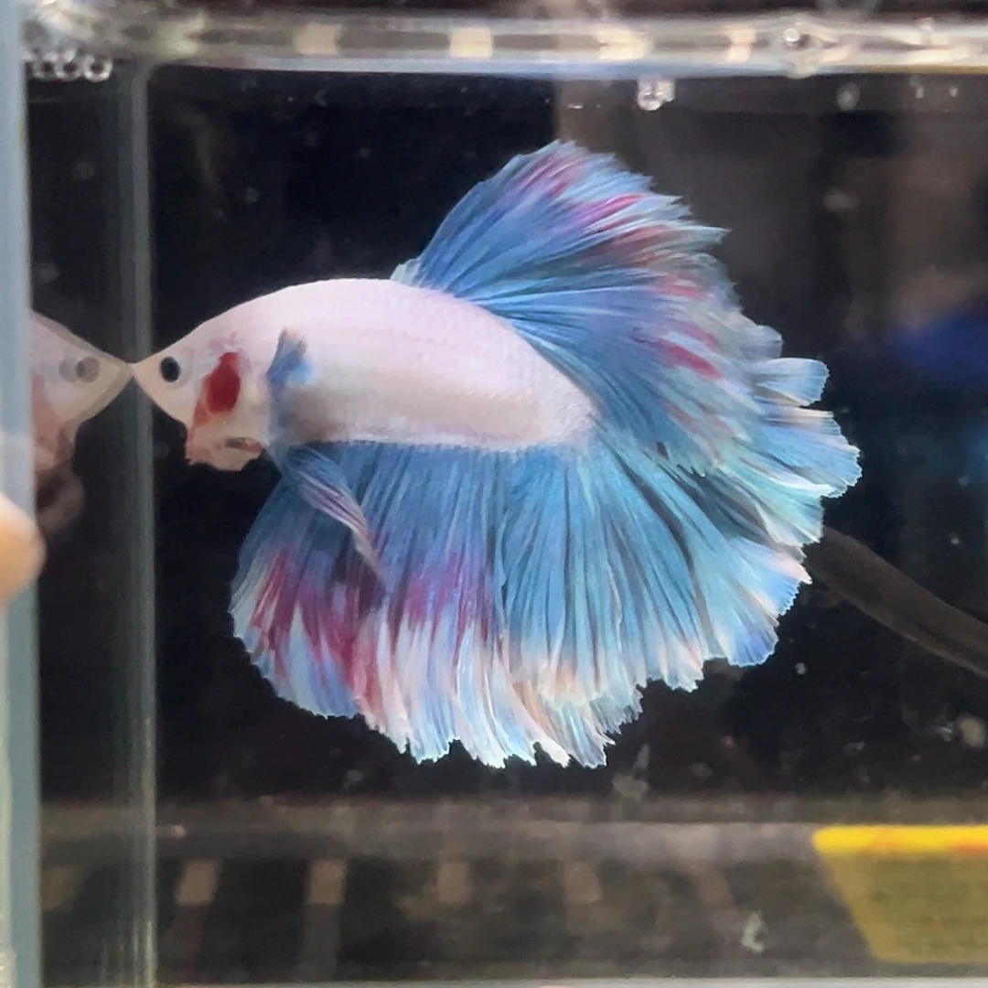 斗鱼30号特价马卡龙